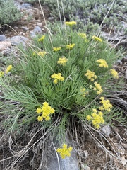 Lomatium graveolens graveolens