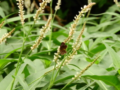 Aricoris epulus