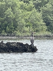Phalacrocorax auritus image
