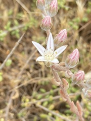 Dudleya hendrixii