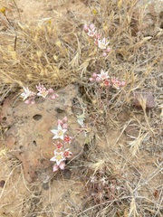 Dudleya hendrixii