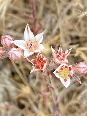 Dudleya hendrixii