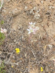Dudleya hendrixii