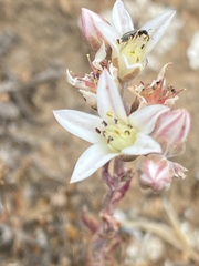 Dudleya hendrixii