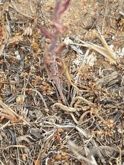 Dudleya hendrixii