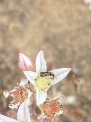Dudleya hendrixii