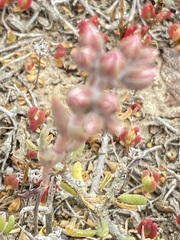 Dudleya hendrixii