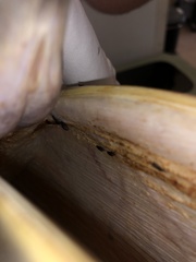 Piagetiella