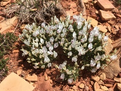 Astragalus simplicifolius