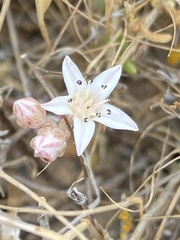 Dudleya hendrixii