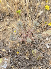 Dudleya hendrixii