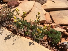 Draba oligosperma