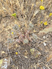 Dudleya hendrixii