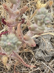 Dudleya hendrixii