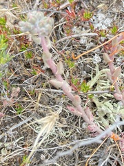 Dudleya hendrixii