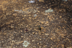 Austrogomphus collaris