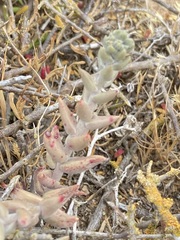 Dudleya hendrixii