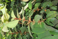 Besleria tuberculata