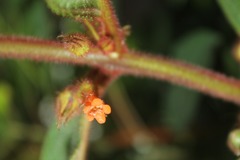 Besleria tuberculata