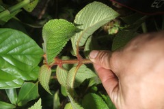 Besleria tuberculata