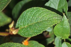 Besleria tuberculata