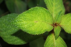 Besleria tuberculata