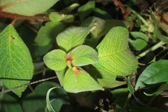 Besleria tuberculata