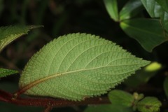Besleria tuberculata