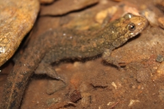 Desmognathus kanawha