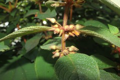Besleria tuberculata
