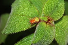 Besleria tuberculata