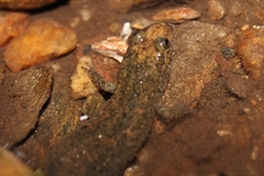 Desmognathus kanawha