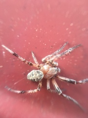 Larinioides