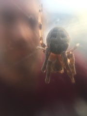 Larinioides