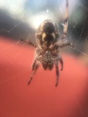 Larinioides