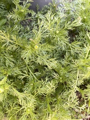 Matricaria discoidea