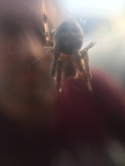 Larinioides