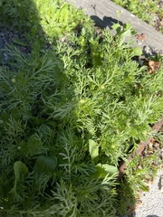 Matricaria discoidea