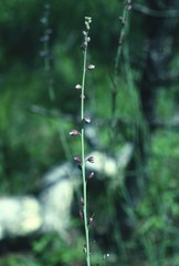 Pennellia micrantha