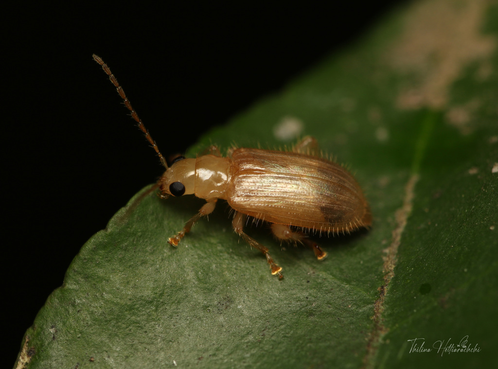 Doryscus testaceus
