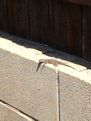 Sceloporus occidentalis