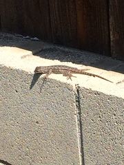 Sceloporus occidentalis