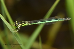 Agriocnemis kalinga