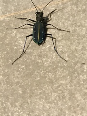 Cicindela flavomaculata