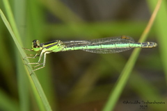 Agriocnemis kalinga