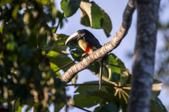 Pteroglossus aracari