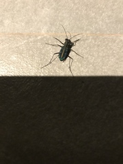 Cicindela flavomaculata