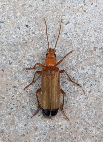 Wharf Borer photo 3
