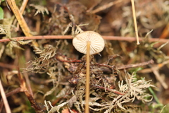 Strobilurus esculentus