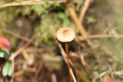 Strobilurus esculentus